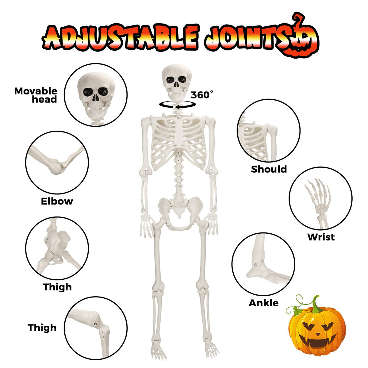 Life Size Poseable Skeleton X6399