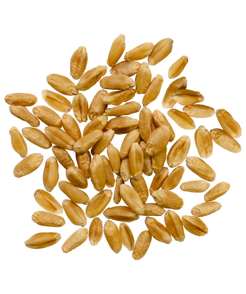 Hard Red Spring Wheat Berries 25 LBS Bag Z5393