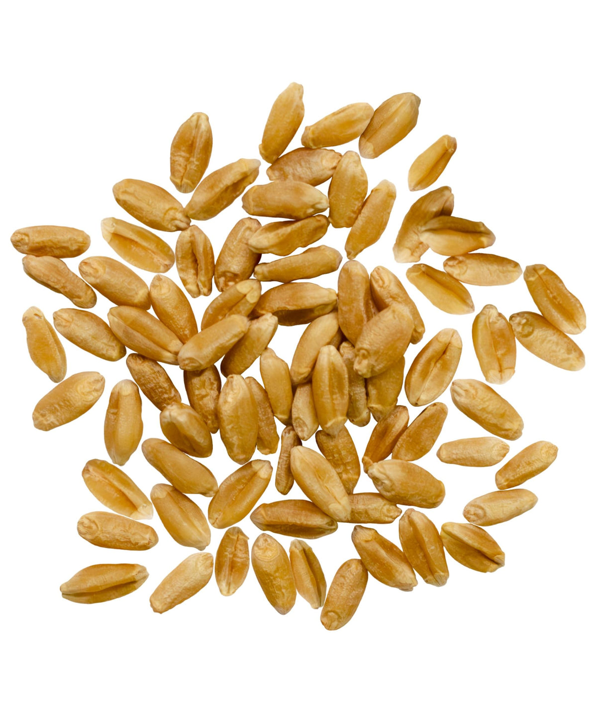 Hard Red Spring Wheat Berries 25 LBS Bag Z5393