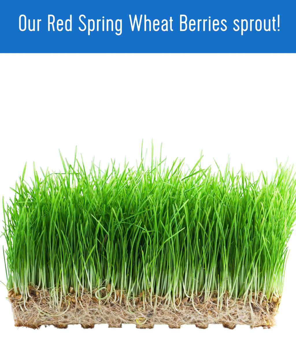Hard Red Spring Wheat Berries 25 LBS Bag Z5393