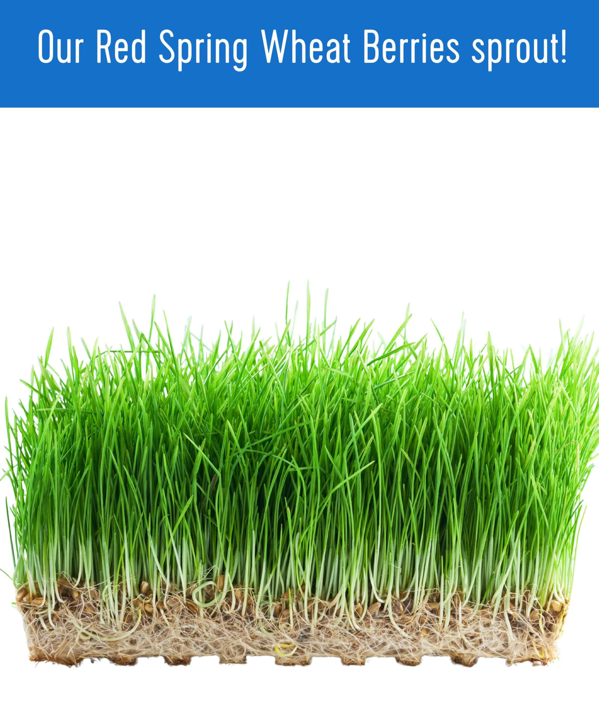 Hard Red Spring Wheat Berries 25 LBS Bag Z5393